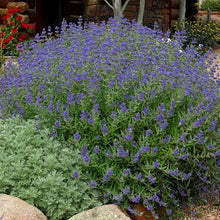 Load image into Gallery viewer, Caryopteris 'Dark Knight'
