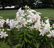 Load image into Gallery viewer, Lilium 'Casa Blanca' - Oriental Lily