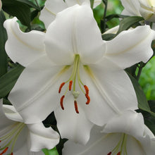 Load image into Gallery viewer, Lilium 'Casa Blanca' - Oriental Lily