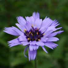 Load image into Gallery viewer, Catananche 'Amor Blue' - Cupid's Dart