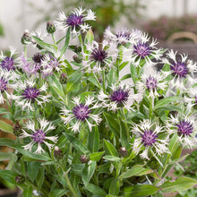 Load image into Gallery viewer, Centaurea 'Amethyst In Snow'