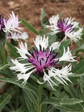 Load image into Gallery viewer, Centaurea 'Amethyst In Snow'
