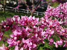 Load image into Gallery viewer, Cercis canadensis - Tree Form - Red Bud