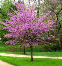 Load image into Gallery viewer, Cercis canadensis - Tree Form - Red Bud