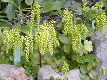 Load image into Gallery viewer, Chiastophyllum oppositifolium