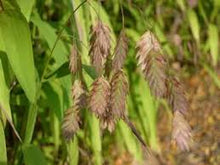 Load image into Gallery viewer, Chasmanthium latifolium - Northern Sea Oats