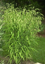 Load image into Gallery viewer, Chasmanthium latifolium - Northern Sea Oats
