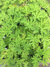 Load image into Gallery viewer, Pelargonium citrosa - Mosquito Plant