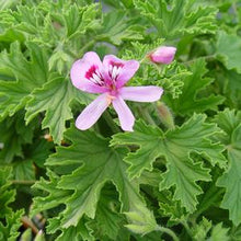 Load image into Gallery viewer, Pelargonium citrosa - Mosquito Plant