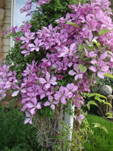 Load image into Gallery viewer, Clematis 'Giselle'