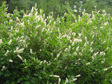 Load image into Gallery viewer, Clethra alnifolia