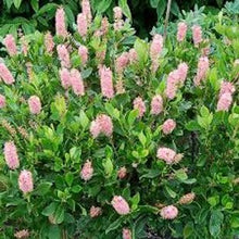 Load image into Gallery viewer, Clethra alnifolia 'Ruby Spice'