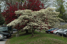 Load image into Gallery viewer, Cornus fl. 'Cloud Nine' - Florida Dogwood