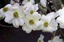 Load image into Gallery viewer, Cornus fl. 'Cloud Nine' - Florida Dogwood