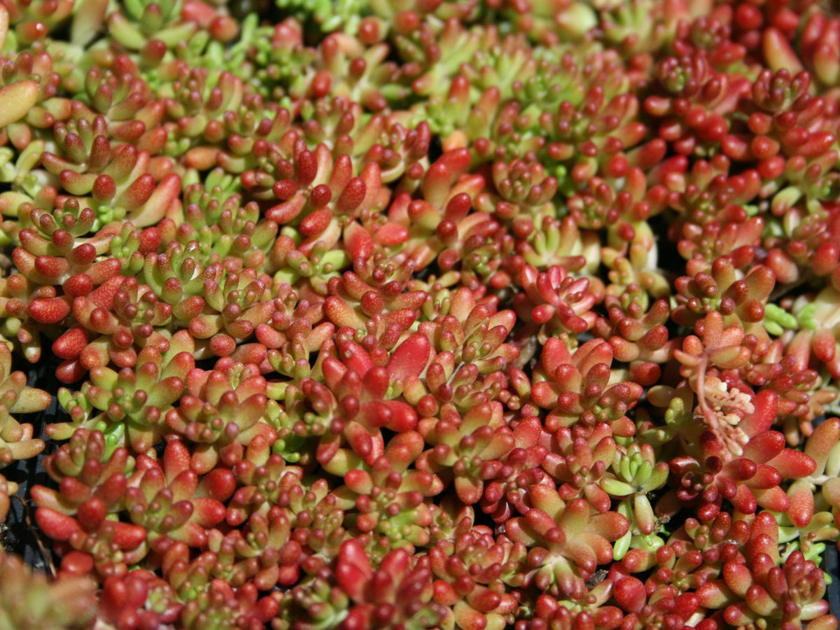 succulent carpet Sedum album 'Coral Carpet' – Pondside Nursery