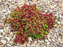 Load image into Gallery viewer, Sedum album 'Coral Carpet'