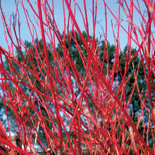 Load image into Gallery viewer, Cornus sericea 'Cardinal' - Red Osier Dogwood