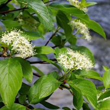 Load image into Gallery viewer, Cornus sericea 'Cardinal' - Red Osier Dogwood