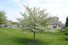 Load image into Gallery viewer, Crataegus vir. 'Winter King' - Hawthorne