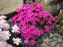 Load image into Gallery viewer, Phlox doug. 'Crackerjack' - Moss Phlox