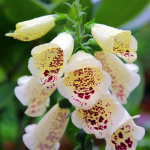 Load image into Gallery viewer, Digitalis purp. 'Camelot Cream'