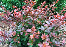 Load image into Gallery viewer, Berberis 'Crimson Cutie'