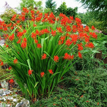 Load image into Gallery viewer, Crocosmia 'Lucifer'
