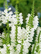 Load image into Gallery viewer, Physostegia 'Crystal Peak White' - Obedient Plant