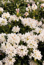 Load image into Gallery viewer, Rhododendron 'Cunningham's White'