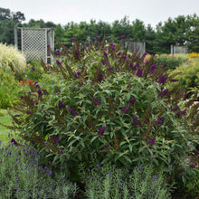 Load image into Gallery viewer, Buddleia 'Dark Dynasty' - Butterfly Bush
