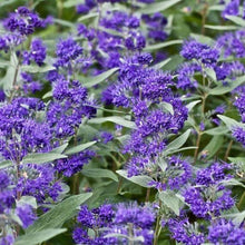 Load image into Gallery viewer, Caryopteris 'Dark Knight'