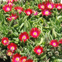 Load image into Gallery viewer, Delosperma 'Garnet'