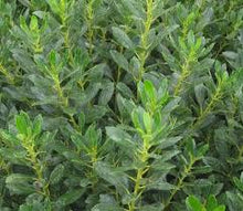 Load image into Gallery viewer, Ilex glabra 'Densa'