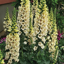 Load image into Gallery viewer, Digitalis purp. 'Camelot Cream'
