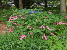 Load image into Gallery viewer, Dicentra spectabilis - Bleeding Heart