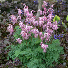 Load image into Gallery viewer, Dicentra exima - Bleeding Heart