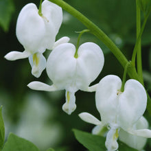 Load image into Gallery viewer, Dicentra spec. 'Alba'