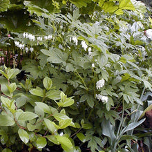 Load image into Gallery viewer, Dicentra spec. 'Alba'