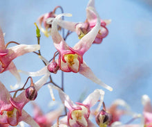 Load image into Gallery viewer, Epimedium 'Domino'