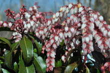 Load image into Gallery viewer, Pieris jap. 'Dorothy Wycoff'