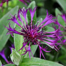 Load image into Gallery viewer, Centaurea 'Amethyst Dream'