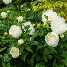 Load image into Gallery viewer, Paeonia 'Duchesse de Nemours' - Peony