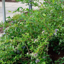 Load image into Gallery viewer, Vaccinium cor. 'Duke' - Highbush Blueberry