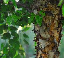 Load image into Gallery viewer, Betula nigra 'Dura-Heat' - River Birch