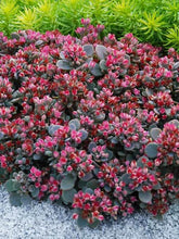 Load image into Gallery viewer, Sedum 'Blue Elf'