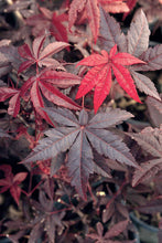 Load image into Gallery viewer, Acer palm. &#39;Emperor 1&#39; - Japanese Maple

