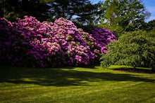 Load image into Gallery viewer, Rhododendron 'English Roseum'