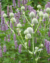Load image into Gallery viewer, Eryngium yuccifolium - Rattlesnake Master