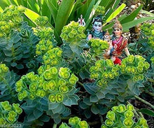 Load image into Gallery viewer, Euphorbia myrsinites - Donkeytail Spurge