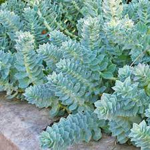 Load image into Gallery viewer, Euphorbia myrsinites - Donkeytail Spurge